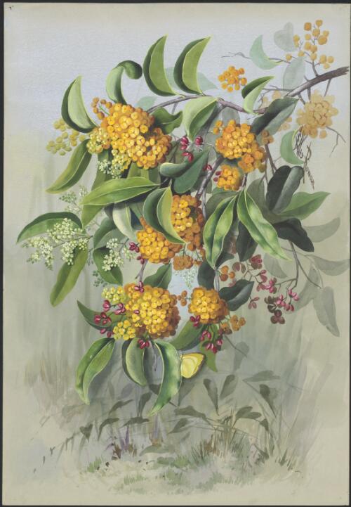 Emmenosperma alphitonioides F.Muell., family Rhamnaceae, Somerset, Queensland, ca. 1891 [picture] / Ellis Rowan