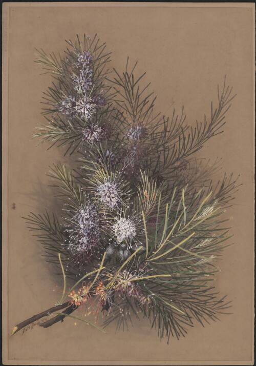 Hakea verrucosa F.Muell., family Proteaceae, Western Australia, 1886 [picture] / Ellis Rowan