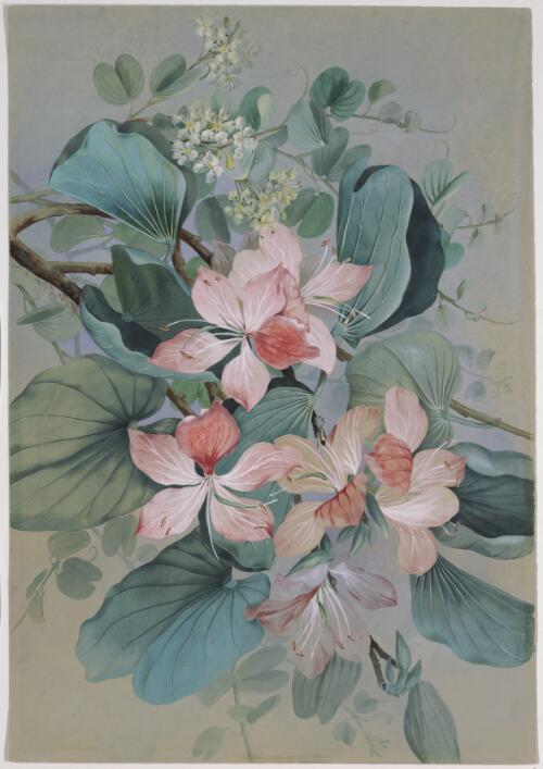 Bauhinia monandra Kurz syn. Bauhinia persiehii F.Muell., family Fabaceae, Rockhampton, Queensland, 1887? [picture] / Ellis Rowan