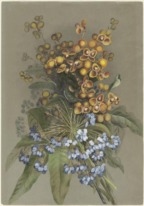 Harpullia hillii F. Muell., family Sapindaceae and Mackinlaya macrosciadia (F. Muell.) F. Muell., family Araliaceae, Mackay, Queensland, 1887 [picture] / Ellis Rowan
