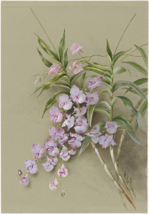 Vappodes bigibba (Lindl., Paxton) M.A. Clem, D.L. Jones, family Orchidaceae, the Mauve butterfly orchid, Queensland, 1887? [picture] / Ellis Rowan