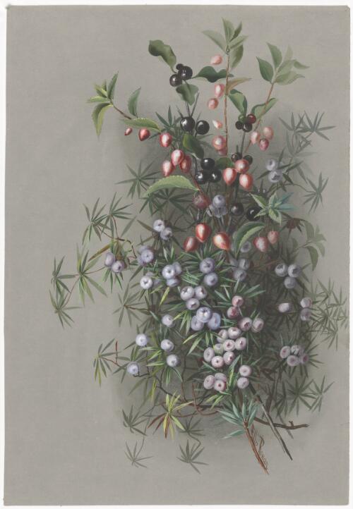 Aristotelia peduncularis (Labill.) Hook. f., family Elaeocarpaceae and Cyathodes glauca Labill., family Ericaceae, Tasmania, ca. 1885 [picture] / Ellis Rowan