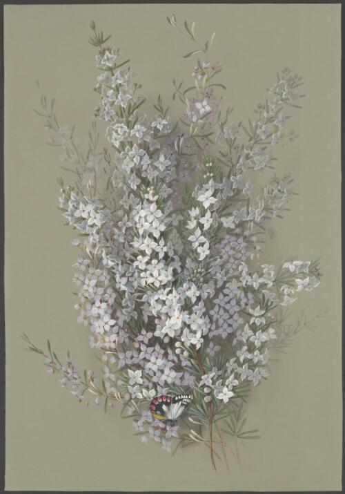 Boronia ledifolia (Vent.) J.Gay ex DC., family Rutaceae [picture] / [Ellis Rowan]