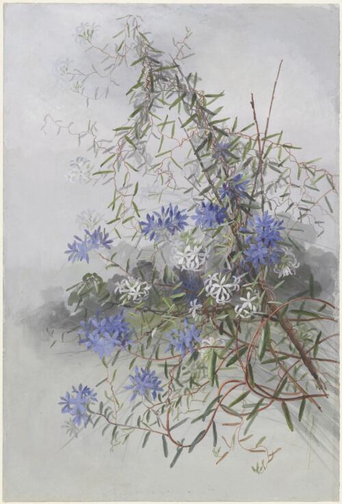 Billardiera variifolia DC. and Marianthus sylvaticus L.Cayzer & Crisp, family Pittosporaceae, Western Australia [picture] / Ellis Rowan
