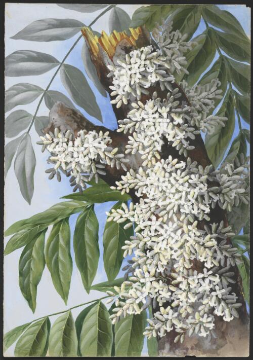 Dysoxylum parasiticum (Osbeck) Kosterm., family Meliaceae, Somerset, Queensland, 1891? [picture] / Ellis Rowan
