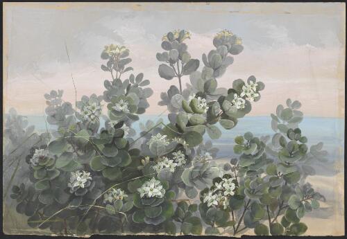 Correa alba Andrews, family Rutaceae [picture] / Ellis Rowan