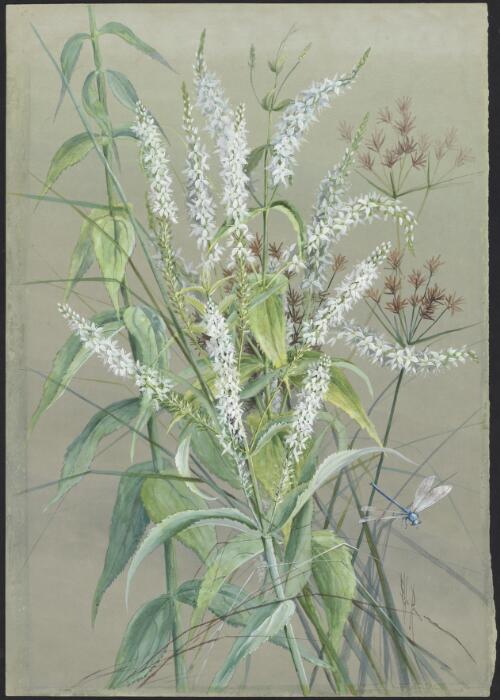 Veronica derwentiana Andrews, family Plantaginaceae and Cyperus rotundus L., family Cyperaceae [picture] / Ellis Rowan