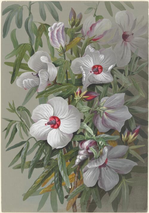Hibiscus heterophyllus Vent. subspecies heterophylla, family Malvaceae, New South Wales, ca. 1886 [picture] / Ellis Rowan
