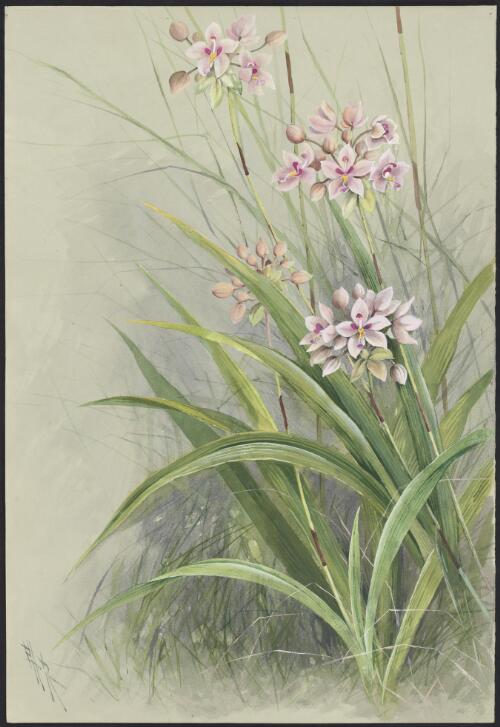 Spathoglottis paulinae F. Muell., family Orchidaceae, ca. 1886 [picture] / Ellis Rowan