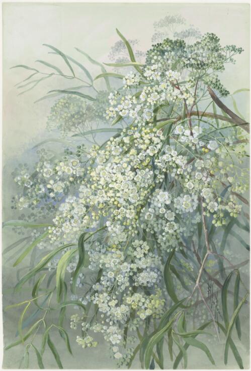 Atalaya hemiglauca (F.Muell.) F.Muell. ex Benth., family Sapindaceae, ca. 1886 [picture] / Ellis Rowan
