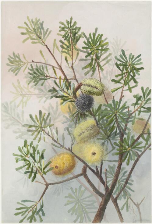 Banksia marginata Cav., family Proteaceae, ca. 1886 [picture] / Ellis Rowan