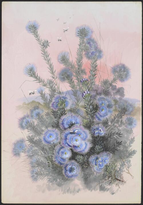 Eremaea violacea F.Muell., family Myrtaceae, Western Australia, ca. 1886 [picture] / Ellis Rowan