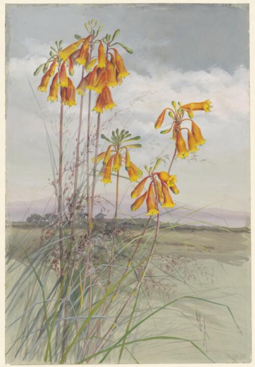 Blandfordia grandiflora R.Br., family Blandfordiaceae, ca. 1885 [picture] / Ellis Rowan