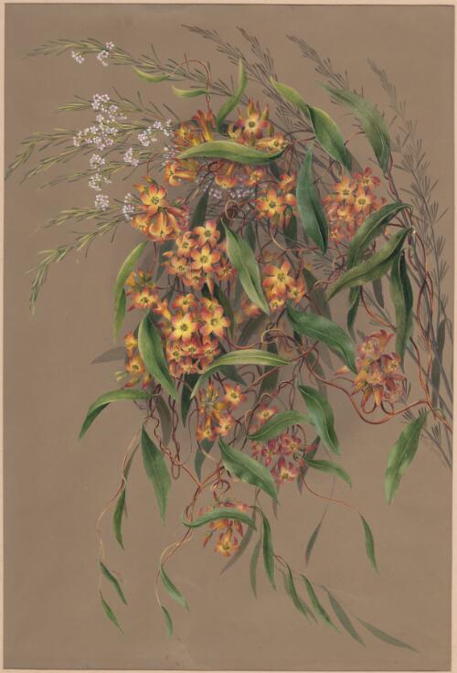 Marianthus ringens, Drum. (ex Harv.) F. Muell., family Pittosporaceae and Astartea fascicularis (Labill.) DC., family Myrtaceae, Champion Bay, Western Australia, ca. 1885 [picture] / Ellis Rowan