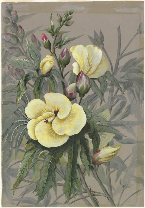 Abelmoschus manihot (L.) Medik., family Malvaceae, ca. 1885 [picture] / Ellis Rowan
