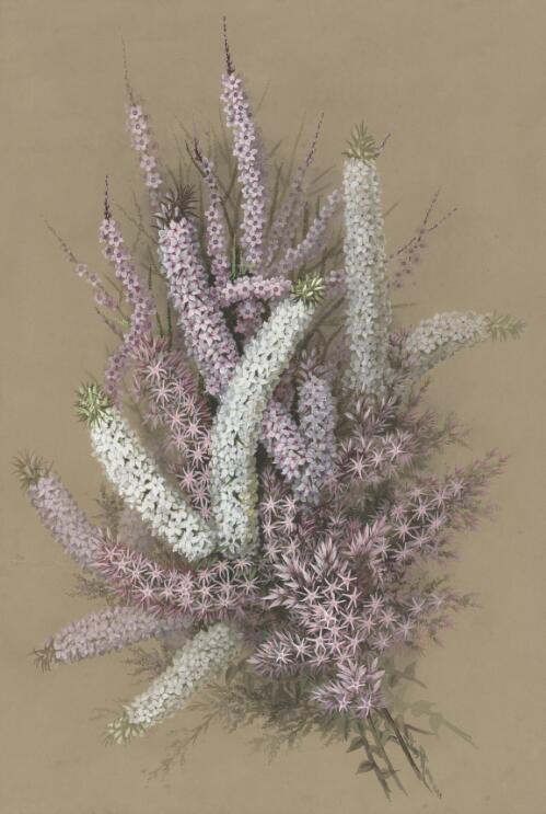 Sprengelia incarnata Smith, Epacris pungens Cavanilles, Thryptomene ciliata F.v.M. [picture] / Ellis Rowan