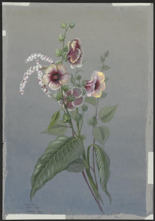 Hibiscus splendens C.Fraser ex Graham, family Malvaceae [picture] / Ellis Rowan