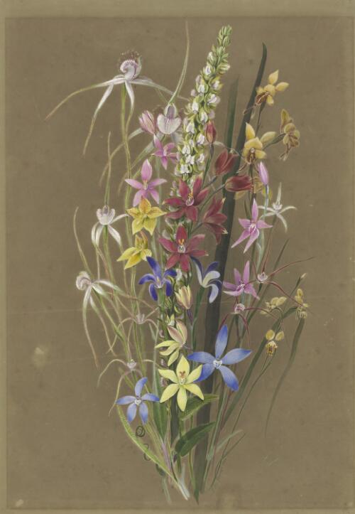 [Orchids] [picture] / Ellis Rowan
