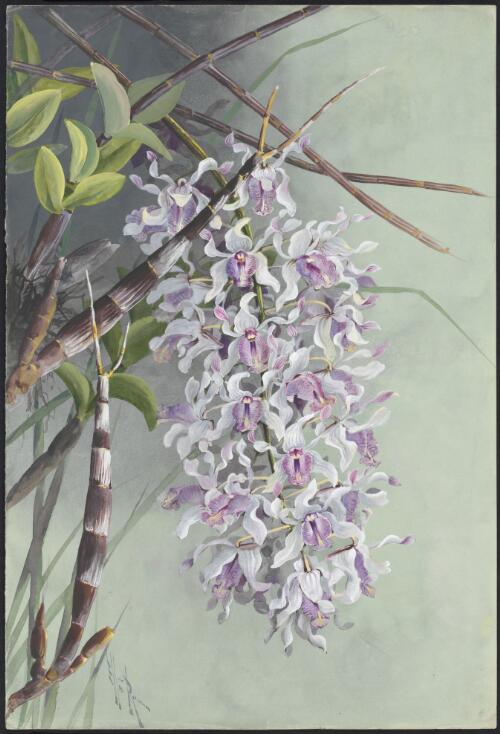 Durabaculum nindii (W.Hill) M.A.Clem. & D.L.Jones, family Orchidaceae, Queensland, ca. 1887 [picture] / Ellis Rowan