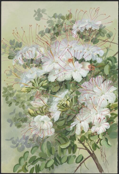 Bauhinia hookeri F.Muell. syn. Lysiphyllum hookeri (F.Muell.) Pedley, family Fabaceae, northeast Queensland, ca. 1887 [picture] / Ellis Rowan