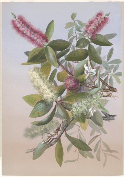 Melaleuca viridiflora Sol. ex Gaertn., family Myrtaceae syn Melaleuca leucadendra var. viridiflora (Sol. ex Gaertn.) Cheel, Cooktown, Queensland, ca. 1891 [picture] / Ellis Rowan