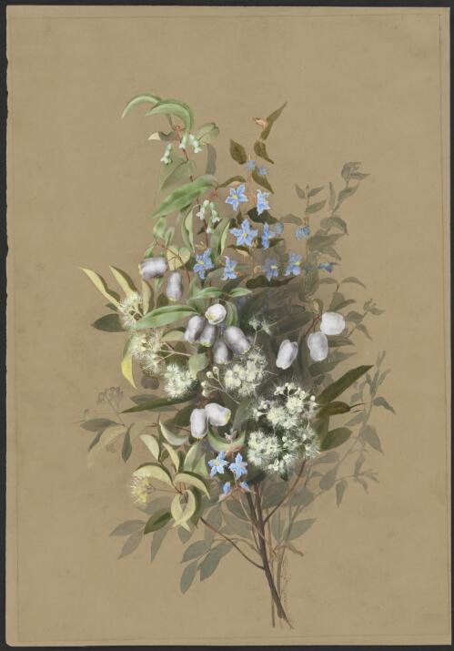 Syzygium tierneyanum (F.Muell.) T.G.Hartley & L.M.Perry, family Myrtaceae and Solanum intonsum A.R.Bean, family Solanaceae, Queensland, 1887 [picture] / Ellis Rowan