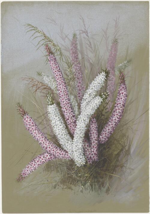 Woollsia pungens (Cav.) F.Muell., family Ericaceae, New South Wales [picture] / Ellis Rowan