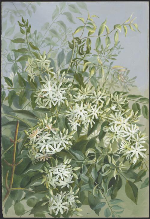 Jasminum simplicifolium subsp. australiense P.S.Green syn. Jasminum volubile Jacq., family Oleaceae [picture] / [Ellis Rowan]