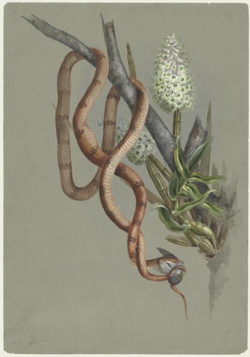 Coelandria smillieae (F.Muell.) Fitzg., family Orchidaceae and snake, Mackay, Queensland, 1887 [picture] / Ellis Rowan