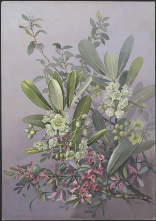Graptophyllum excelsum (F.Muell.) Druce, family Acanthaceae and Geijera salicifolia Schott., family Rutaceae, Normanby, Queensland, ca. 1885 [picture] / Ellis Rowan