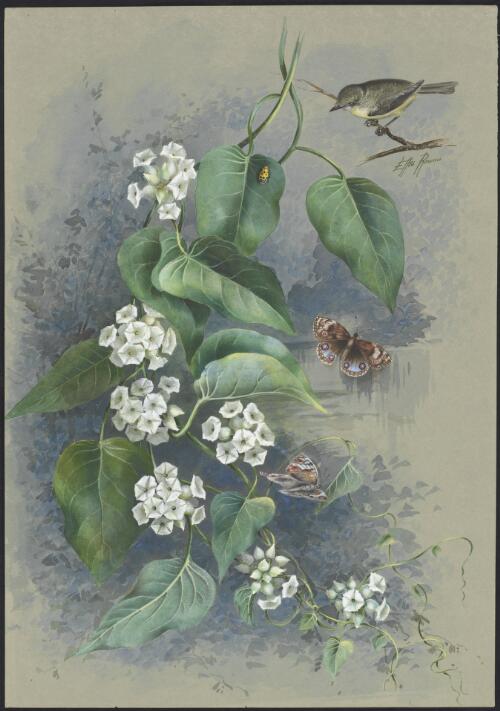 Lepistemon urceolatus (R.Br.) F.Muell., family Convolvulaceae, Bloomfield, Queensland, 1892 [picture] / Ellis Rowan