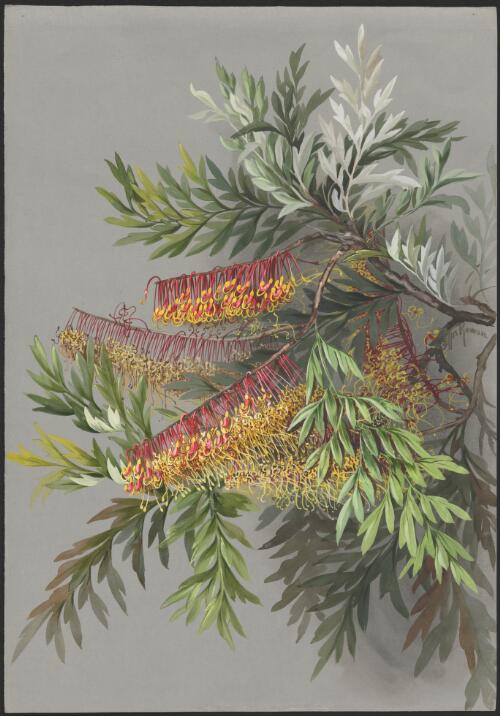 Grevillea robusta A.Cunn. ex R.Br., family Proteaceae, Queensland [picture] / Ellis Rowan