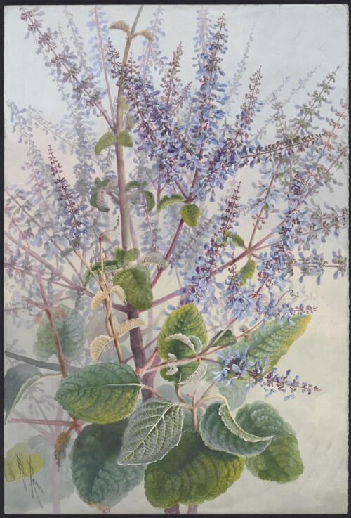 Plectranthus graveolens R.Br., family Lamiaceae [picture] / Ellis Rowan