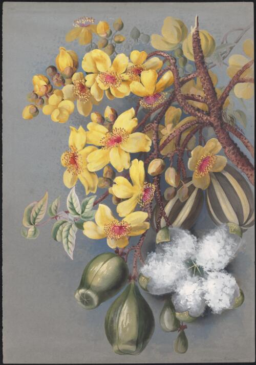 Cochlospermum gillivraei Benth., family Bixaceae, Queensland [picture] / Ellis Rowan