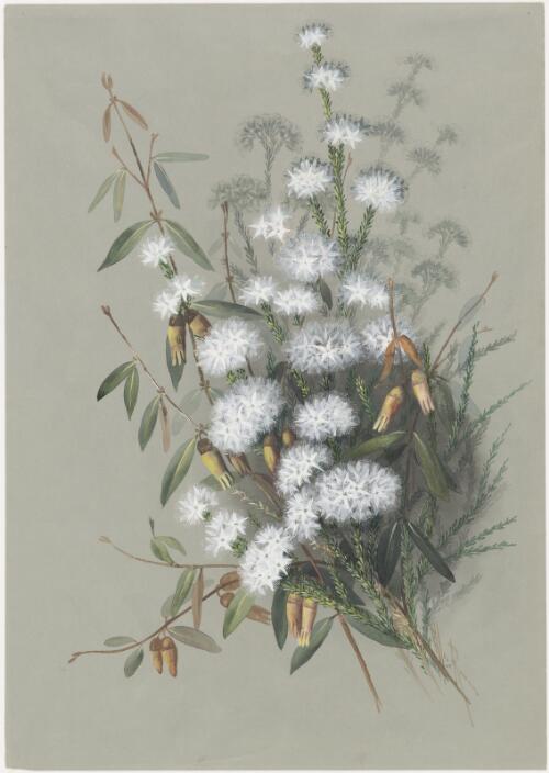 Calytrix alpestris (Lindl.) Court, the Snow myrtle, family Myrtaceae, Correa lawrenceana Hook. Mountain correa, family Rutaceae, Victoria, ca. 1885 [picture] / Ellis Rowan