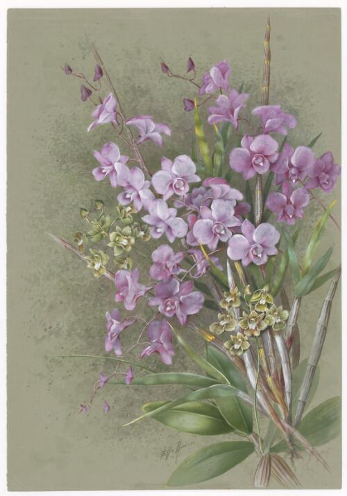 Vappodes bigibba (Lindl. & Paxton) M.A. Clem. & D.L. Jones and Leioanthum bifalce (Lindl.) M.A. Clem. & D.L. Jones, family Orchidaceae, Somerset, Queensland, 1891? [picture] / Ellis Rowan