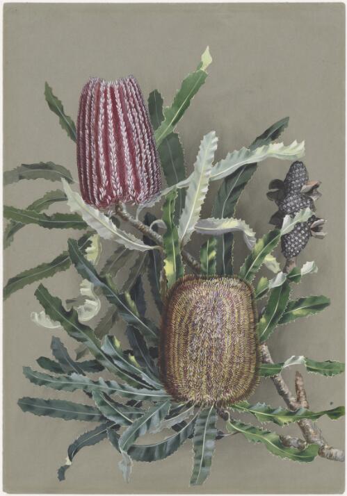 Banksia menziesii R. Br., family Proteaceae, Firewood Banksia or Menzies Banksia, Western Australia, ca. 1885 [picture] / Ellis Rowan