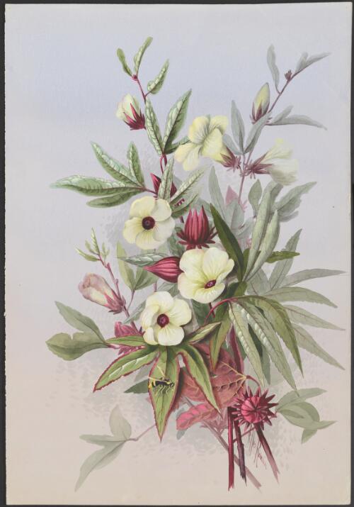 Hibiscus sabdariffa L., family Malvaceae, Cooktown, Queensland, 1891? [picture] / Ellis Rowan