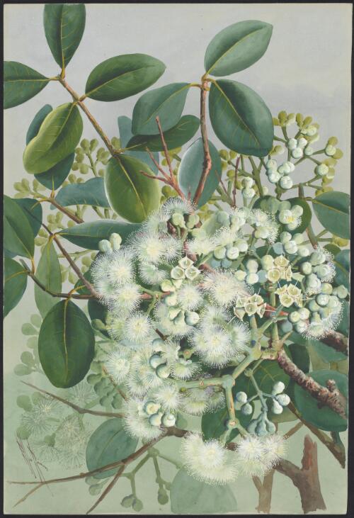 Syzygium forte (F.Muell.) B. Hyland, the White apple [picture] / Ellis Rowan
