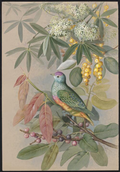 Superb fruit-dove, with Ficus henneana Miq., family Moraceae, Croton schultzii Benth., family Euphorbiaceae and Alstonia actinophylla (A.Cunn.) K.Schum., family Apocynaceae, Somerset, Queensland [picture] / Ellis Rowan