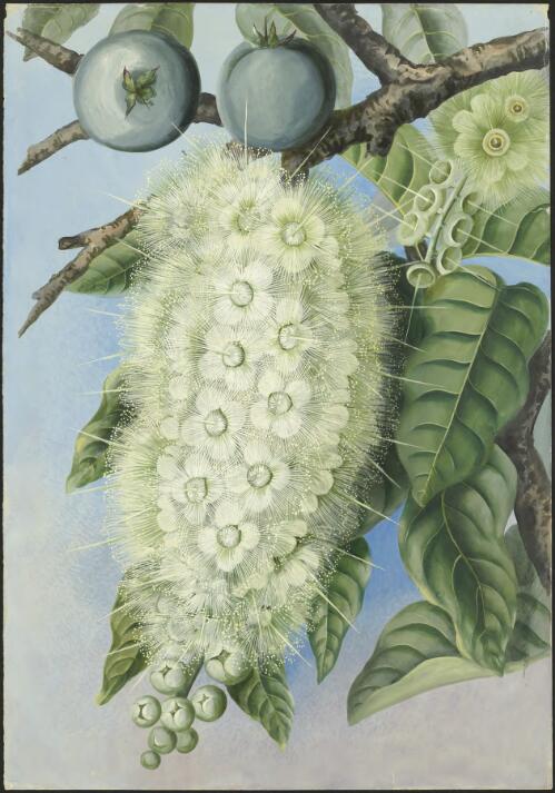 Barringtonia calyptrata (Miers) R.Br. ex F.M. Bailey, family Lecythidaceae, Queensland, 1891? [picture] / Ellis Rowan