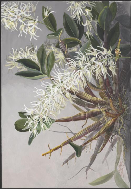 Thelychiton jonesii (Rendle) M.A.Clem. & D.L.Jones subsp. jonesii, northeast Queensland [picture] / Ellis Rowan