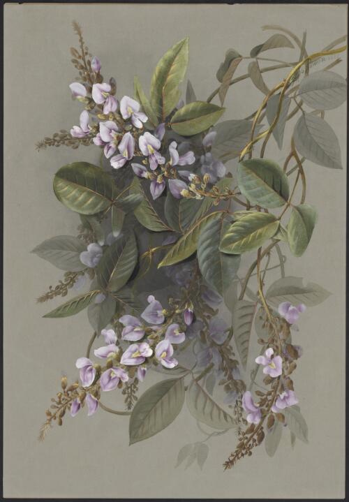 Desmodium rhytidophyllum (F.Muell.) Benth., family Fabaceae, Johnstone River, Queensland, 1889 [picture] / Ellis Rowan