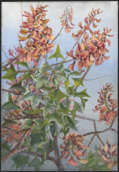 Erythrina vespertilio Benth., family Fabaceae [picture] / Ellis Rowan