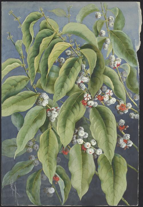 Glochidion lobocarpum (Benth.) F.M.Bailey, family Phyllanthaceae, Queensland [picture] / Ellis Rowan