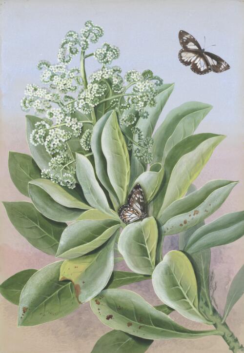 Heliotropium foertherianum Diane and Hilger, family Boraginaceae and butterflies, Queensland, 1891? [picture] / Ellis Rowan