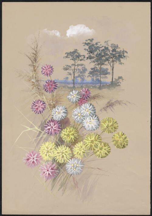 Cephalipterum drummondii A.Gray, family Asteraceae, Western Australia [picture] / Ellis Rowan