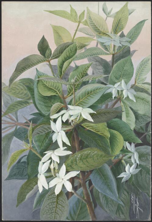 Atractocarpus sessilis (F.Muell.) Puttock, family Rubiaceae, Queensland, 1911? [picture] / Ellis Rowan