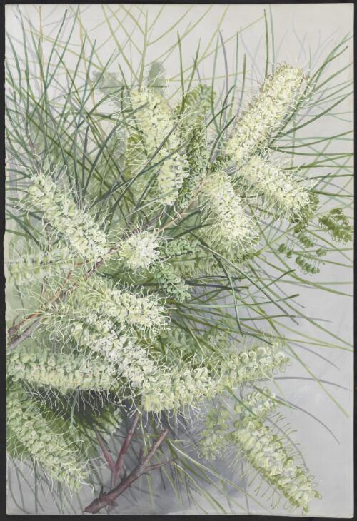 Grevillea parallela Knight, family Proteaceae [picture] / Ellis Rowan