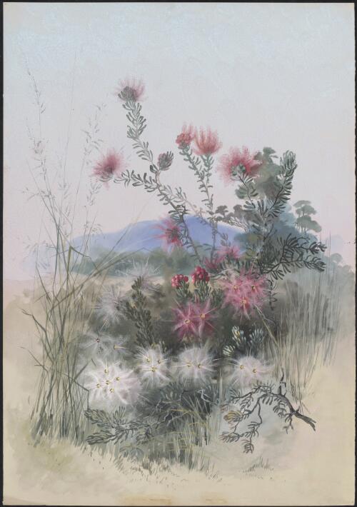 Melaleuca fulgens R.Br., family Myrtaceae, Western Australia [picture] / Ellis Rowan